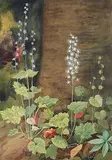 Robert Holmes, Study of Flowers, watercolour on paper