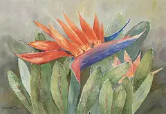 Yolande A. Jones, Untitled - Bird of Paradise, watercolour on paper