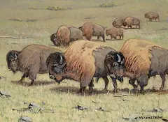Matt Lindstrom, Untitled - Grazing Bison, oil on canvas