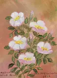 Irene E. McCaugherty, Alberta's Wild Rose, 1982, oil on wood board