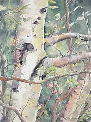 Linda Muttitt, Untitled - Birch Views, watercolour on paper