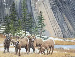 Tammy Taylor, Untitled - Big Horn Sheep, oil on canvas