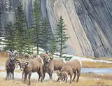 Tammy Taylor, Untitled - Big Horn Sheep, oil on canvas