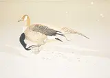 Roy Elwin Tomlinson, New Snow at the Lake - Preening Geese #21/50, 1983, colour lithograph on paper