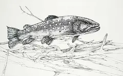 Jack Lee Cowin, Prairie Creek Brown, graphite and ink on mylar paper
