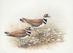 Fenwick Lansdowne, Killdeer Plover, 1999, watercolour on paper