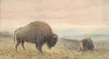 Frederick Arthur Verner, Buffaloes, 1876, watercolour on paper