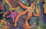 Anja Karisik, Mimicry, 2017, pastel on board