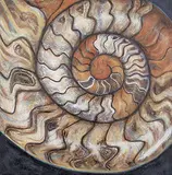 Laura Nelson, Ammonite, 2008, oil on canvas