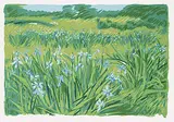 Sandra Rochelle Altwerger, Newfoundland Field Series #2, Wild Iris #21/25, colour silkscreen on paper