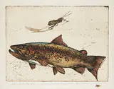 Jack Lee Cowin, Killers of the Bow River [Western Canada Trout Series] #30/50, 1979, hand coloured etching on paper