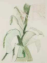 Arnold Shives, Pink Blossom #1/30, 1983, colour etching on paper