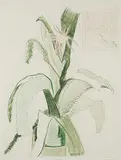 Arnold Shives, Pink Blossom #1/30, 1983, colour etching on paper