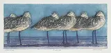 David Silverberg, Godwits #Artist's Proof, colour etching on paper