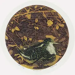 David Silverberg, Woodcock #Artist's Proof, colour etching on paper
