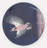 David Silverberg, Woodpecker #Artist's Proof, colour etching on paper