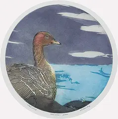 David Silverberg, Hawaiian Goose #Artist's Proof, colour etching on paper