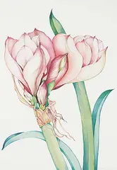 Sharlene Dee Stauffer, Hey, Bud, 1984, watercolour on paper