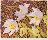 Annora Brown, Prairie Anemone, colour silkscreen on paper