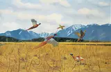Norman Kelly, Cornfield Pheasants, oil on canvas
