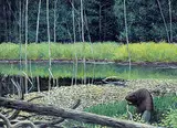 Andres Paabo, Beaver Dam, 1983, acrylic on wood board