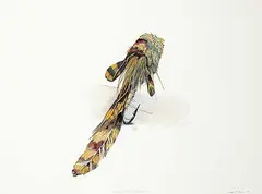 Jack Lee Cowin, Blue Ribbon Sculpin, 1981, watercolour and graphite on paper