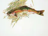 Jack Lee Cowin, Untitled - Rainbow Trout, 1985, watercolour and graphite on paper