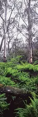 Peter Lik, Silver Gums #10/950, colour photograph on paper