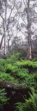 Peter Lik, Silver Gums #10/950
