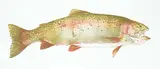 Jack Lee Cowin, Fish [Hen Rainbow] #48/50, 2013, colour lithograph on paper