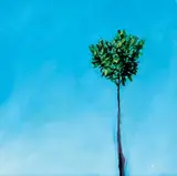 Colleen Philippi, Solitary Tree, 2000, oil on wood board