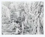 Craig Richards, Untitled - Snow on the Boughs, 1986, black and white photograph on paper