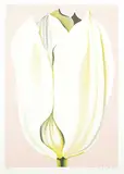 Lowell Nesbitt, Untitled - White Tulip #129/200, 1979, colour silkscreen on paper