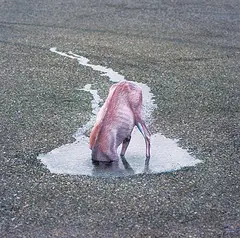Philip Kanwischer, Untitled - Head in a Puddle #1/10, digital print on paper