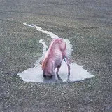 Philip Kanwischer, Untitled - Head in a Puddle #1/10, digital print on paper