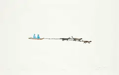 Nicodemus Nowyook, Dog Team #21/40, 1972, colour stencil on paper