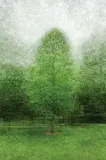 Tori Foster, Primaries [Tulip Poplar] #1/12, 2012, chromogenic print