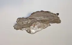Emily Neufeld, Polypore with Gold, 2021, cast resin sculpture with gold leaf