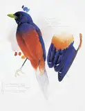 Michael Dumas, Lidth's Jay, 1991, watercolour on paper