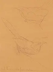 Fenwick Lansdowne, Brown Thrasher, graphite on paper