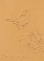 Fenwick Lansdowne, Vesper Sparrow, graphite on paper