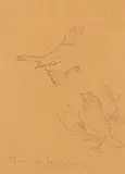 Fenwick Lansdowne, Vesper Sparrow, graphite on paper