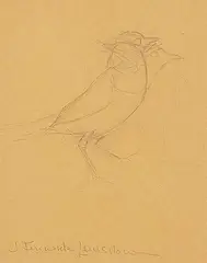 Fenwick Lansdowne, Sketch for Birds of the Eastern Forest 2, Plate #66, graphite on paper