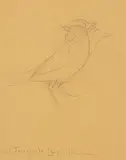 Fenwick Lansdowne, Sketch for Birds of the Eastern Forest 2, Plate #66, graphite on paper