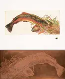 Jack Lee Cowin, Country Pleasures [Western Trout Series] #25/25, 1984, hand coloured etching on paper plus original copper etching plate