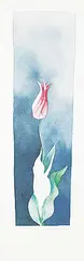 Robert William Sinclair, Tulip, 1979, watercolour on paper