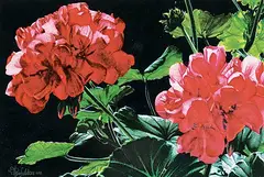 Vivian Thierfelder, Untitled - Geraniums, 1984, watercolour on paper