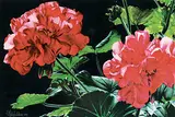 Vivian Thierfelder, Untitled - Geraniums, 1984, watercolour on paper