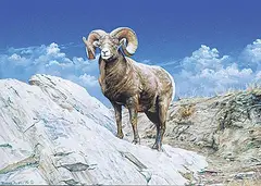 Barry Butts, Untitled - Lone Big Horn Sheep, 1995, watercolour on paper