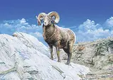 Barry Butts, Untitled - Lone Big Horn Sheep, 1995, watercolour on paper